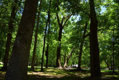 Trees in forest