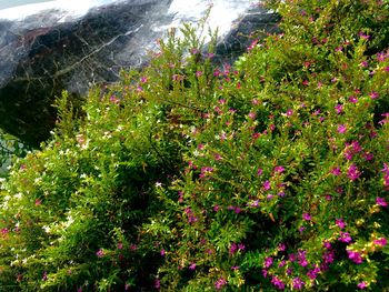 Close-up of flowering plants