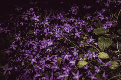 Close-up of purple flowering plants on field