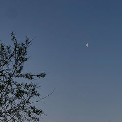 Low angle view of tree against clear blue sky