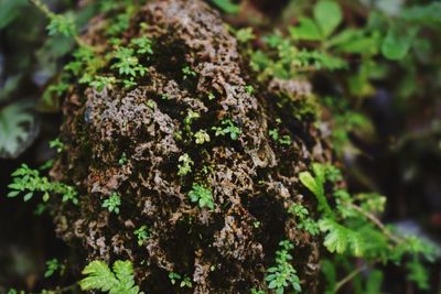 Close-up of moss growing on tree trunk