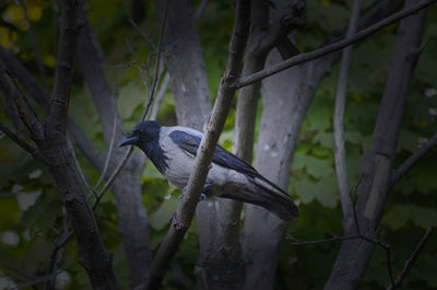 Close-up of bird perching on tree