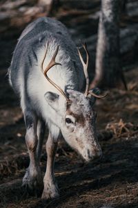 Close-up of reindeer on field