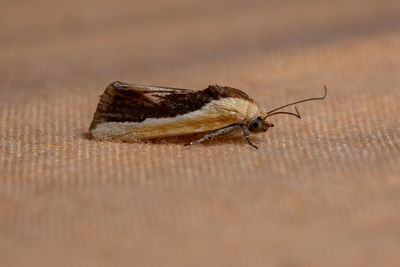 Close-up of insect on table