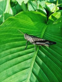 Close-up of insect on green leaves