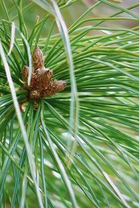 Close-up of pine cone on tree