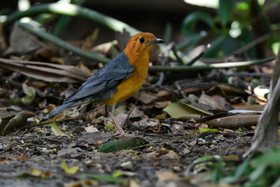 Close-up of bird perching on a field