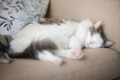 White cat sleeping on sofa at home