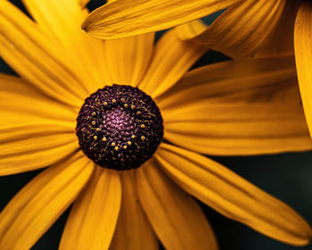 Macro shot of yellow flowering plant