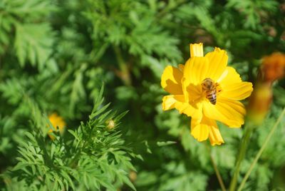 Close-up of bee on yellow flower