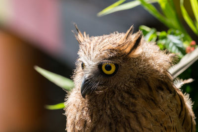 Close-up of owl looking away