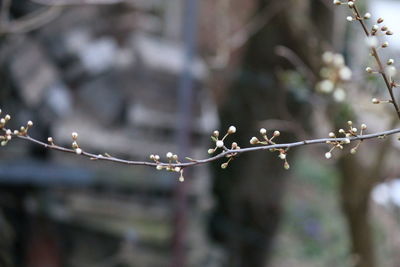 Close-up of wet plant