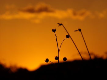 Close-up of silhouette flowers against sky during sunset