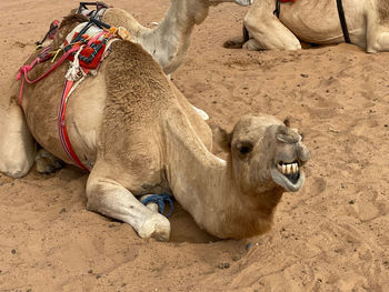 Lion relaxing in a desert