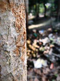 Close-up of tree trunk