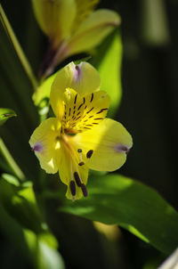 Close-up of yellow flower blooming outdoors