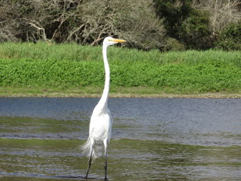 White heron perching on railing by lake