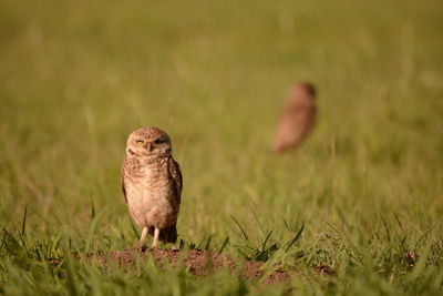 Bird perching on a field