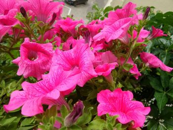 Close-up of pink flower