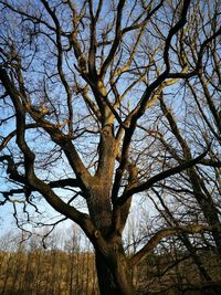 Low angle view of tree against sky