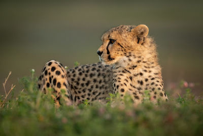 View of cat on field