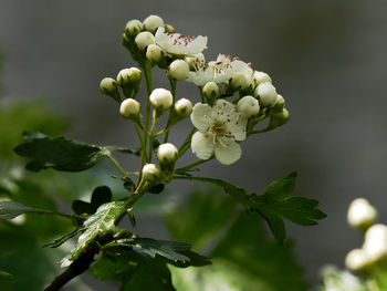 Close-up of white flowering plant