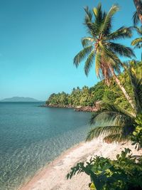 Palm tree by sea against clear sky