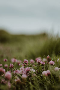 Close-up of purple flowering plants on field