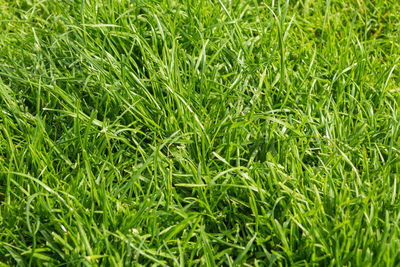 Full frame shot of green grass