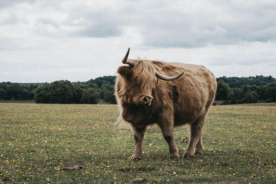 Portrait of a horse on field