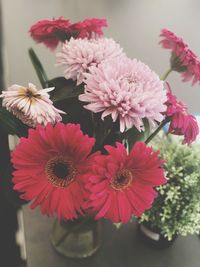 Close-up of pink flowers