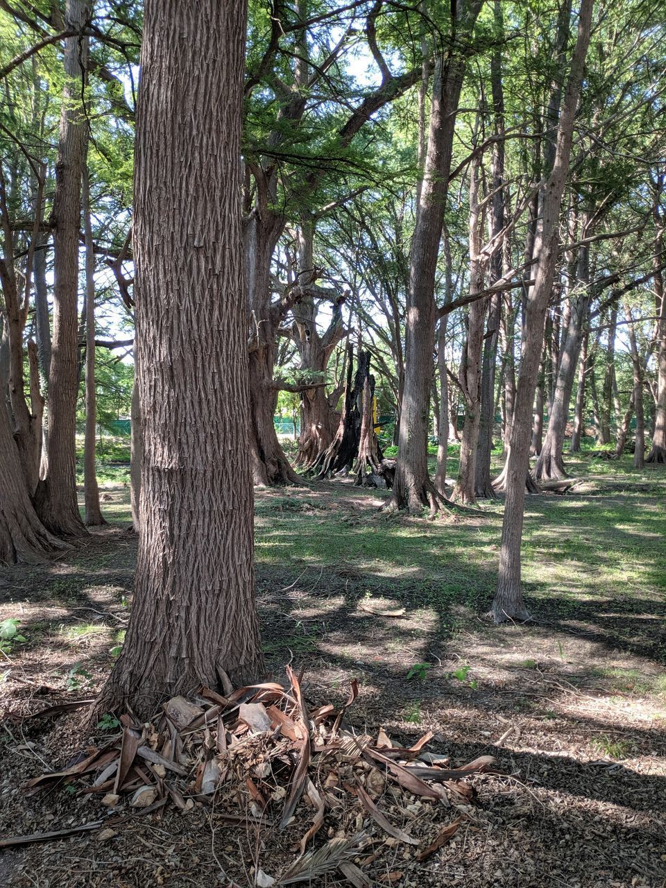 TREES GROWING IN FOREST