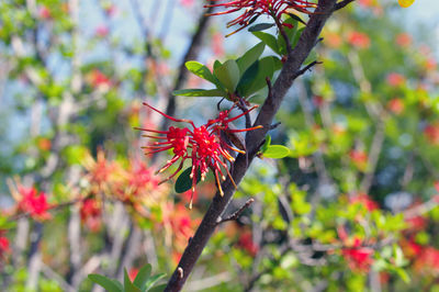 Close-up of red flowers blooming on tree