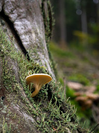 Close-up of mushroom growing on tree trunk