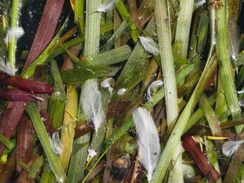 Full frame shot of food in water