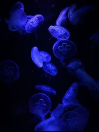 Close-up of jellyfish in sea