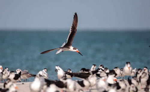 Flock of seagulls at beach against clear sky