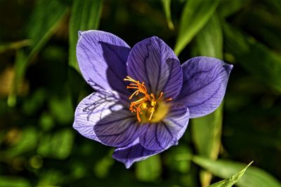 Close-up of purple flowers