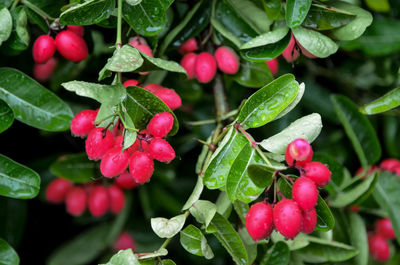 Close-up of red berries growing on plant