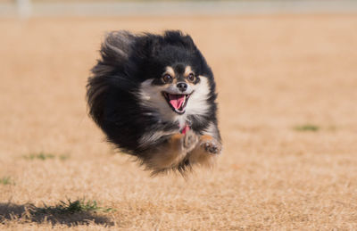 Dog running on field