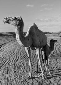 Camels standing on the road