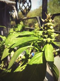 Close-up of fresh green plant