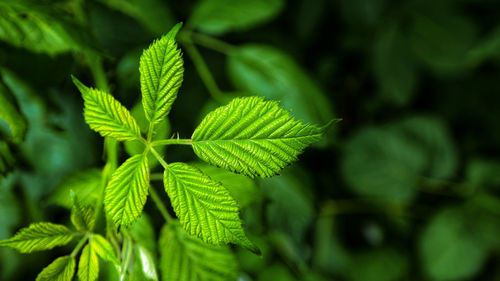 Close-up of green leaves