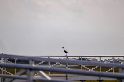 Low angle view of birds perching on railing against sky