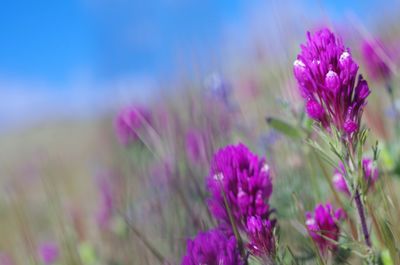 Close-up of purple cosmos flowers blooming on field