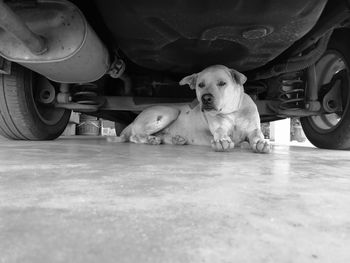 Portrait of puppy on car