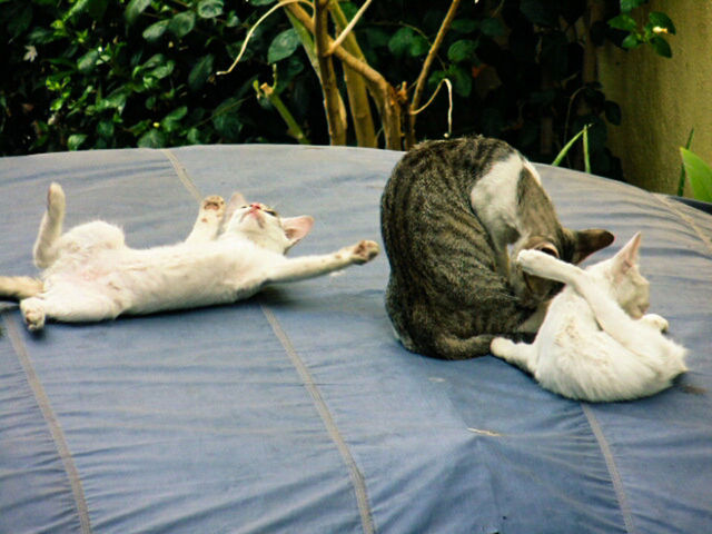 animal themes, domestic animals, pets, mammal, one animal, relaxation, indoors, sleeping, domestic cat, resting, lying down, cat, two animals, no people, close-up, high angle view, feline, day, table, home interior