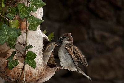 Close-up of bird perching on plant