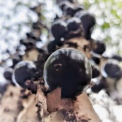 High angle view of berries growing on plant