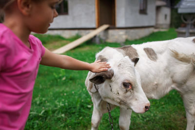 Farmer children feeding and stroking black and white calf during summer vacation in countryside